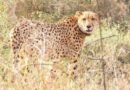 MP: Namibian cheetah Gaurav dies at Kuno during treatment