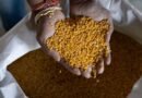 Govt exports Karnataka’s GI-tagged Gulbarga Tur Dal to Maldives, farmers benefit