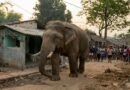Three elephants die after touching live wire in Bengal’s Salboni