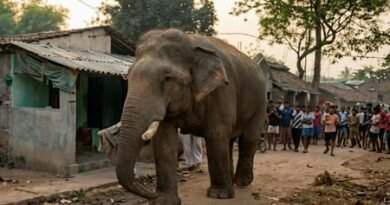 Three elephants die after touching live wire in Bengal’s Salboni