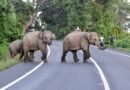 Bengaluru: Elderly man killed in elephant attack; forest department launches search