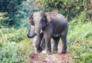 <div>Bengaluru elephant attack: Rs 20 lakh compensation announced for victim’s kin</div>