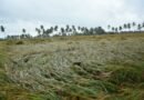 Crops over 45,000 hectares damaged due to heavy rains in Andhra Pradesh