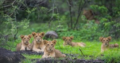 Gujarat govt rejigs Porbandar forest division as Asiatic lions return to Barda