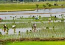 <div>Water shortage threatens samba crop on 11.424 acres in TN’s Nagapattinam</div>