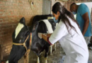 Lumpy Skin Disease under control in Delhi; over 45,950 cattle vaccinated