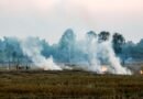 404 incidents of stubble burning recorded in Punjab; FIR registered in 39