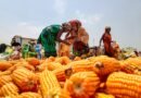 India’s ethanol supplies reach 987 crore litres by Sep end: Report