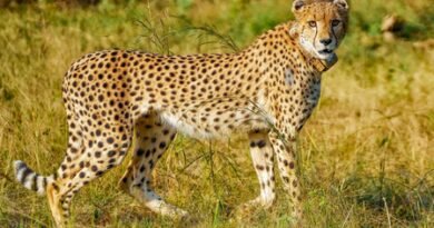 Nauradehi set to become new cheetah habitat in Madhya Pradesh