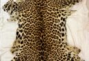 <div>DRI busts illegal leopard skin syndicate in Maha’s Gondia</div>