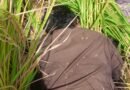 BSF thwarts infiltration bid at Punjab border, shoots two Pakistani intruders dead (Lead)