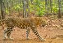 Leopard populations decline in parts of Odisha: WII study