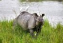 Kaziranga records 4.58 lakh tourists in 2025-26; footfall rises 8.5 pc