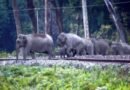 NFR saves 255 elephants from train collisions through wildlife protection measures