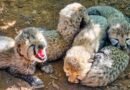 <div>Cheetah Asha’s eight-month-old cub found dead at Kuno</div>