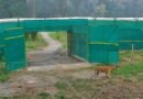 <div>Bengal’s big cat revival: Tigress T138 walks into Buxa wild, begins new chapter</div>