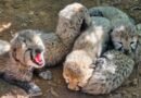 <div>Five cubs born in Kuno National Park take India’s cheetah population to 60</div>