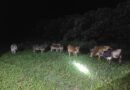 Assam Police recover 98 cattle, one held in smuggling crackdown: CM Sarma