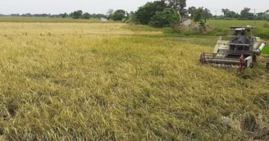 TN: Water shortage destroys samba paddy in Thanjavur; farmers seek compensation