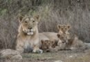 Gujarat’s Barda sanctuary emerges as potential long-term habitat for Asiatic lions: Study