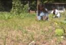 Gujarat Vidyapith trains students in natural farming, teaches preparation of bio-inputs