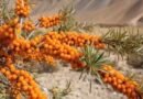 <div>‘Golden treasure of India’s natural heritage’: Piyush Goyal highlights Ladakh’s Sea Buckthorn</div>