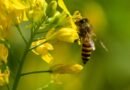 <div>Honeybee attack during ‘Jawara Visarjan’ ritual in MP village leaves over 20 injured</div>