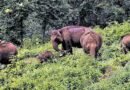 TN to undertake wildlife census in Dharmapuri forest range, deploy camera traps