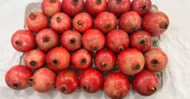 India’s Sinduri pomegranate exports hit Dubai market