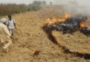 Punjab reports 510 stubble burning incidents; fines imposed in 184 cases