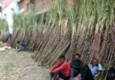 Centre forms panel to look into issues raised by sugarcane farmers