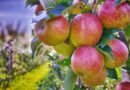 Unseasonal rain, cold hit Himachal apple production