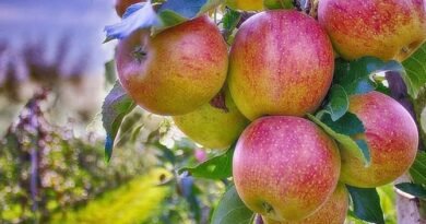 Unseasonal rain, cold hit Himachal apple production