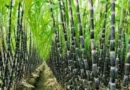 Karnataka CM r Urges PM Modi to Intervene in Sugarcane Farmers’ Crisis