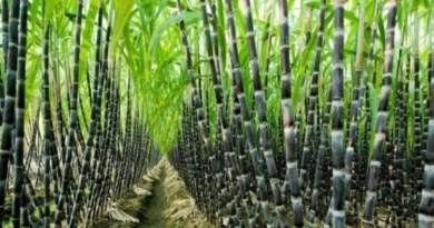 Karnataka CM r Urges PM Modi to Intervene in Sugarcane Farmers’ Crisis
